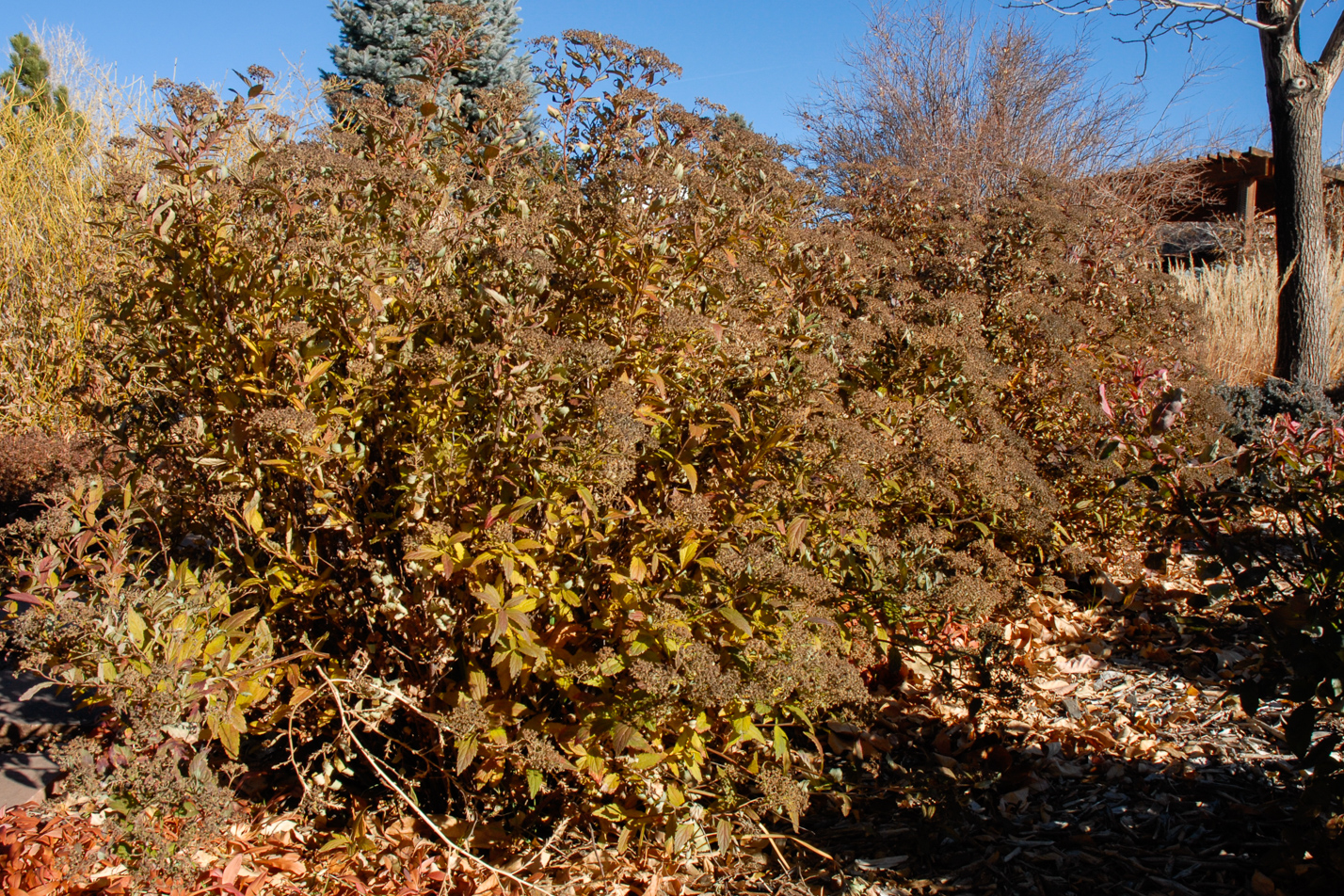 Anthony Waterer Spirea